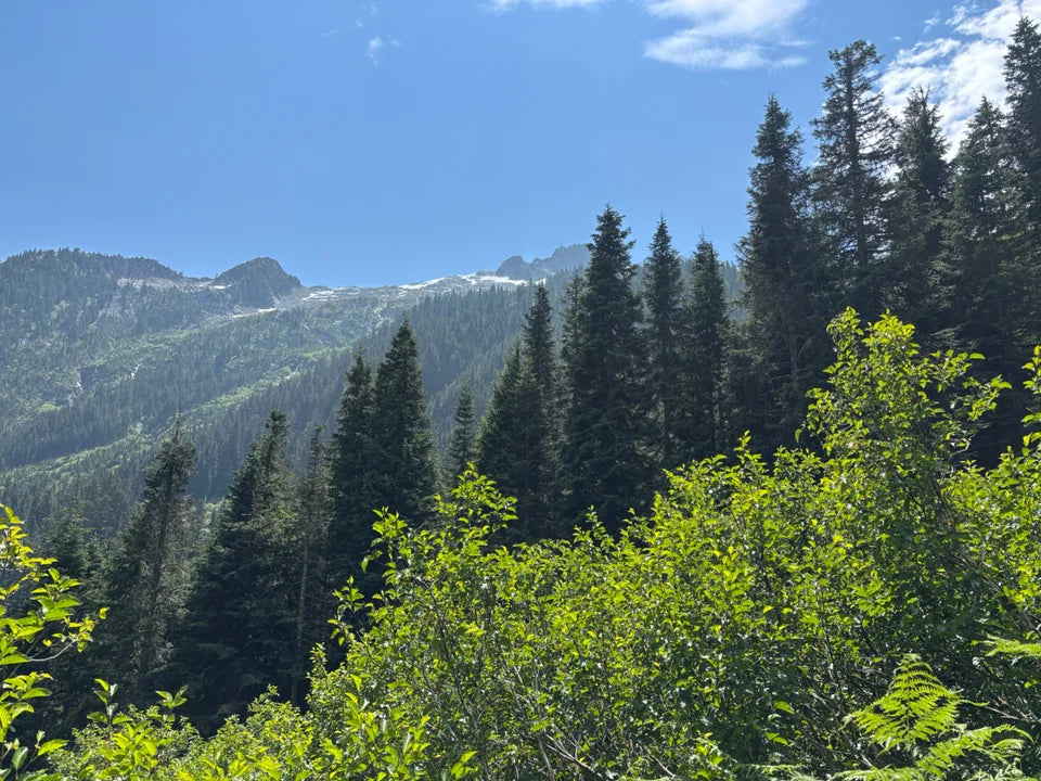 Mountain slopes above thick green brush and evergreen trees.